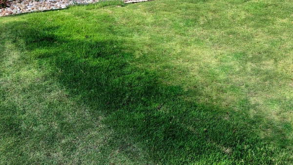sewer problems warning green grass stripe in yard scaled